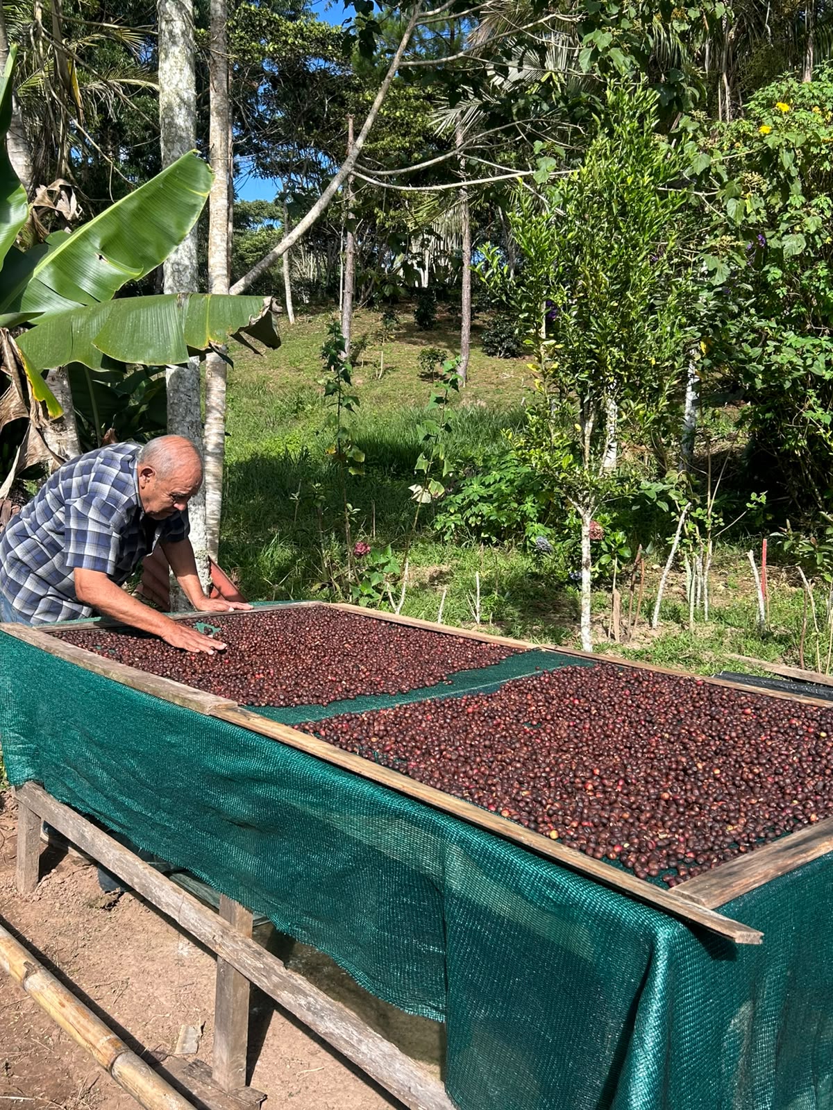 IDARU – finca en Palomar, Chanchamayo