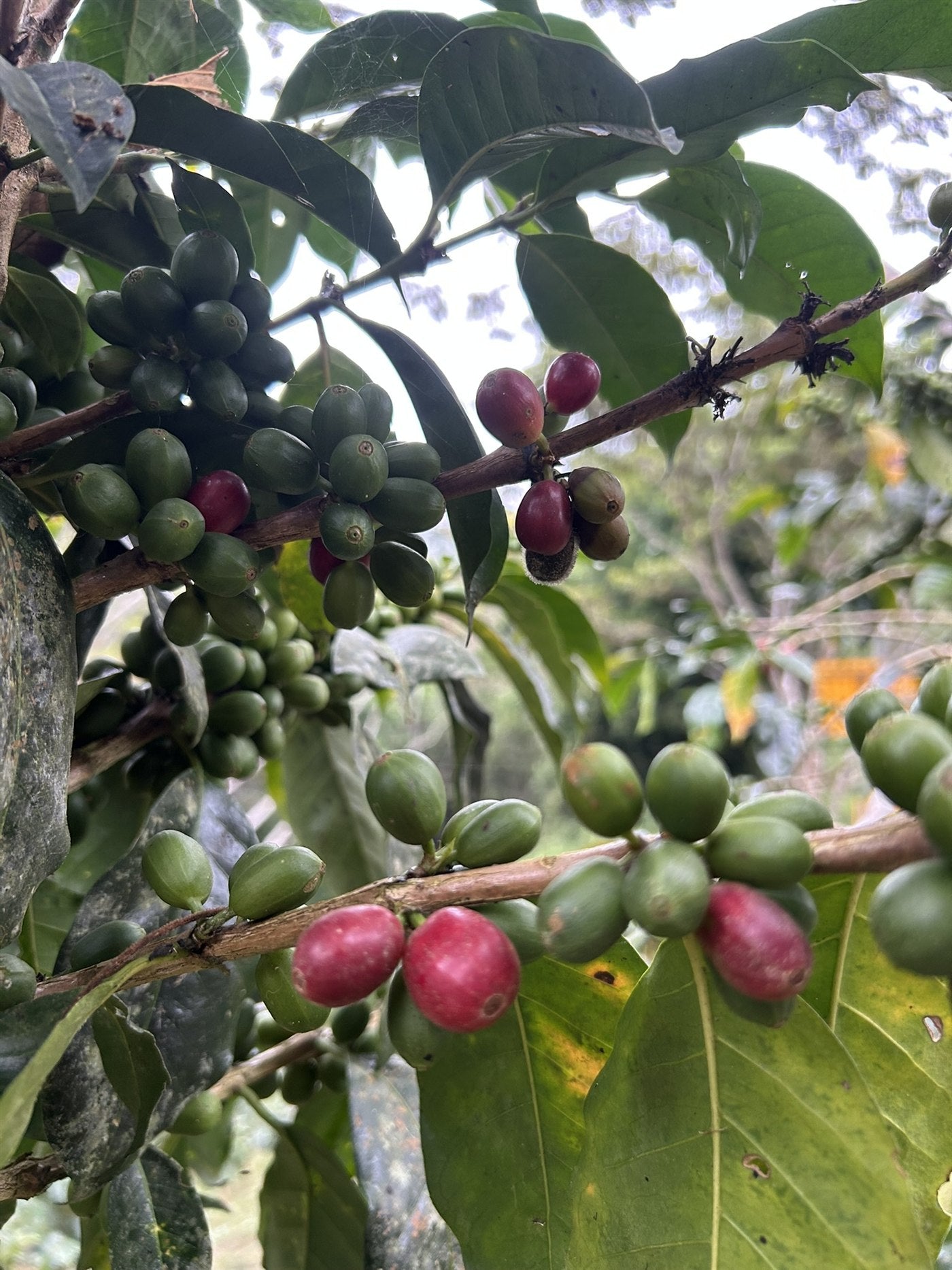 IDARU – finca en Palomar, Chanchamayo
