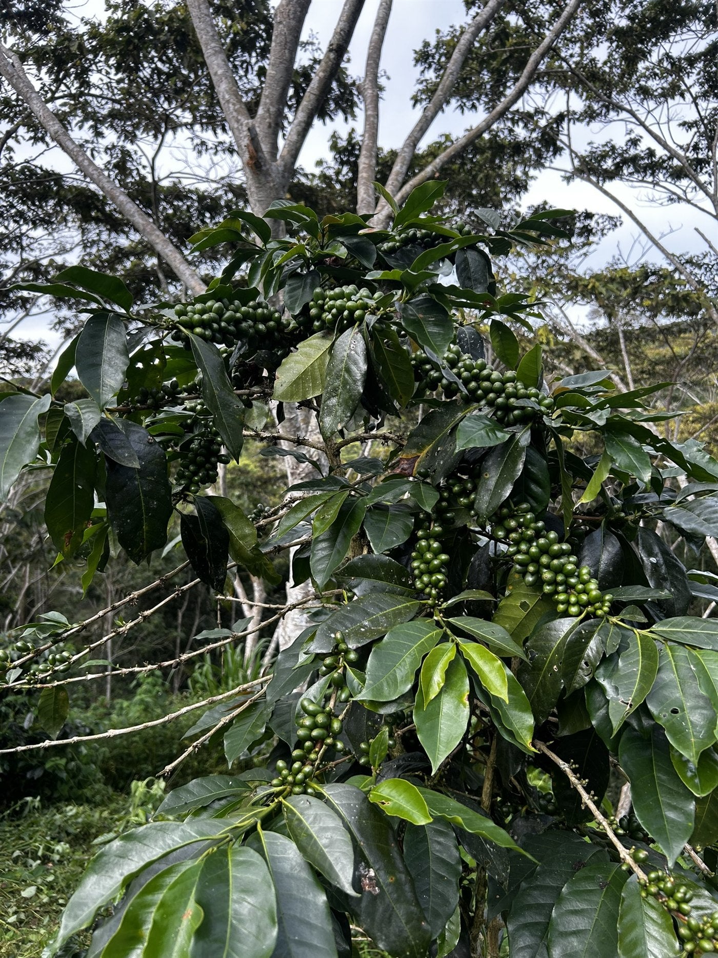 IDARU – finca en Palomar, Chanchamayo