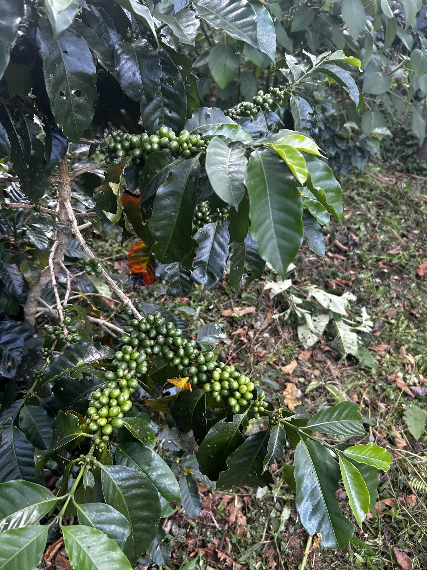 IDARU – finca en Palomar, Chanchamayo