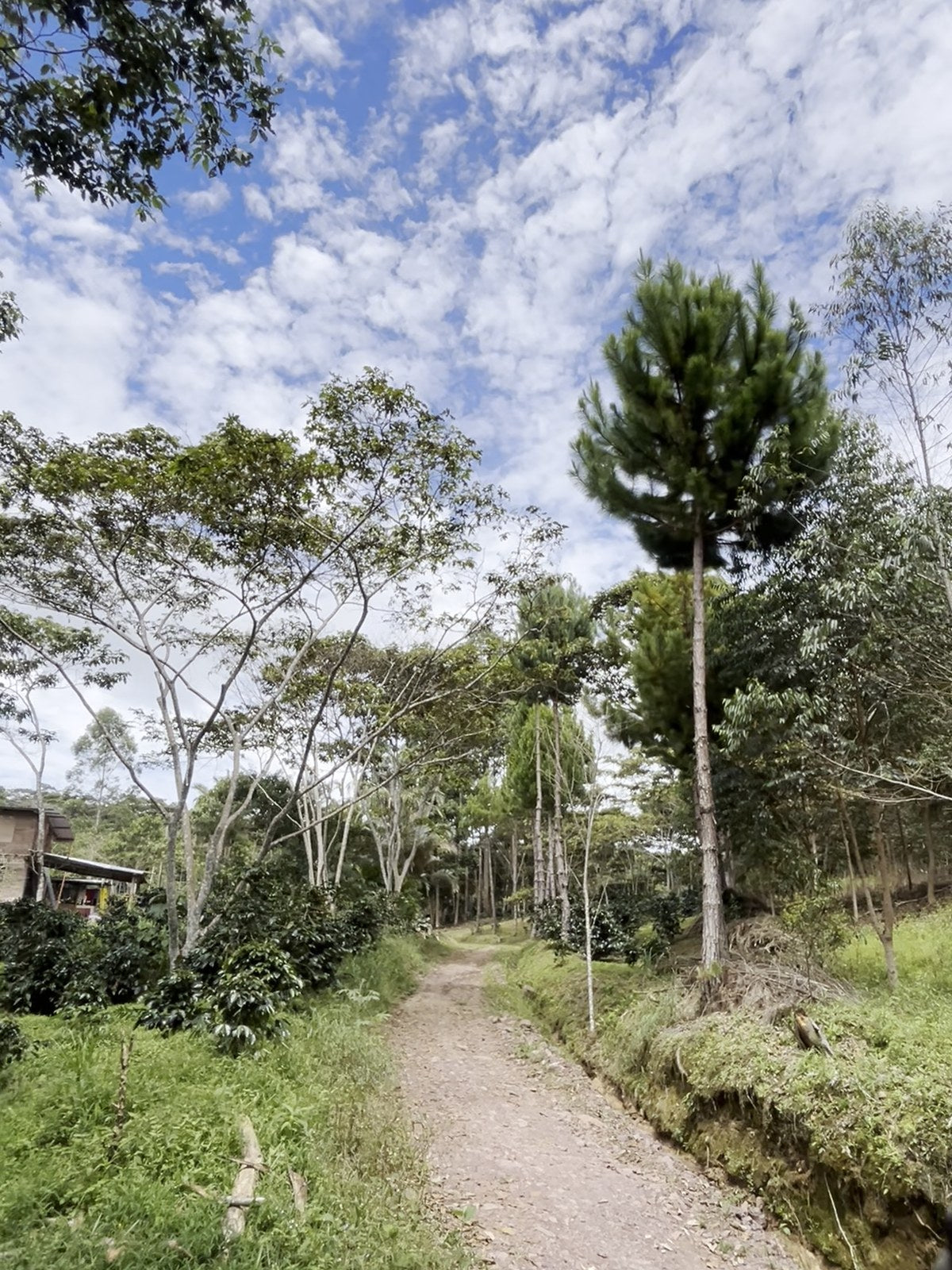 Camino de entrada a la finca en Centro Unión Palomar