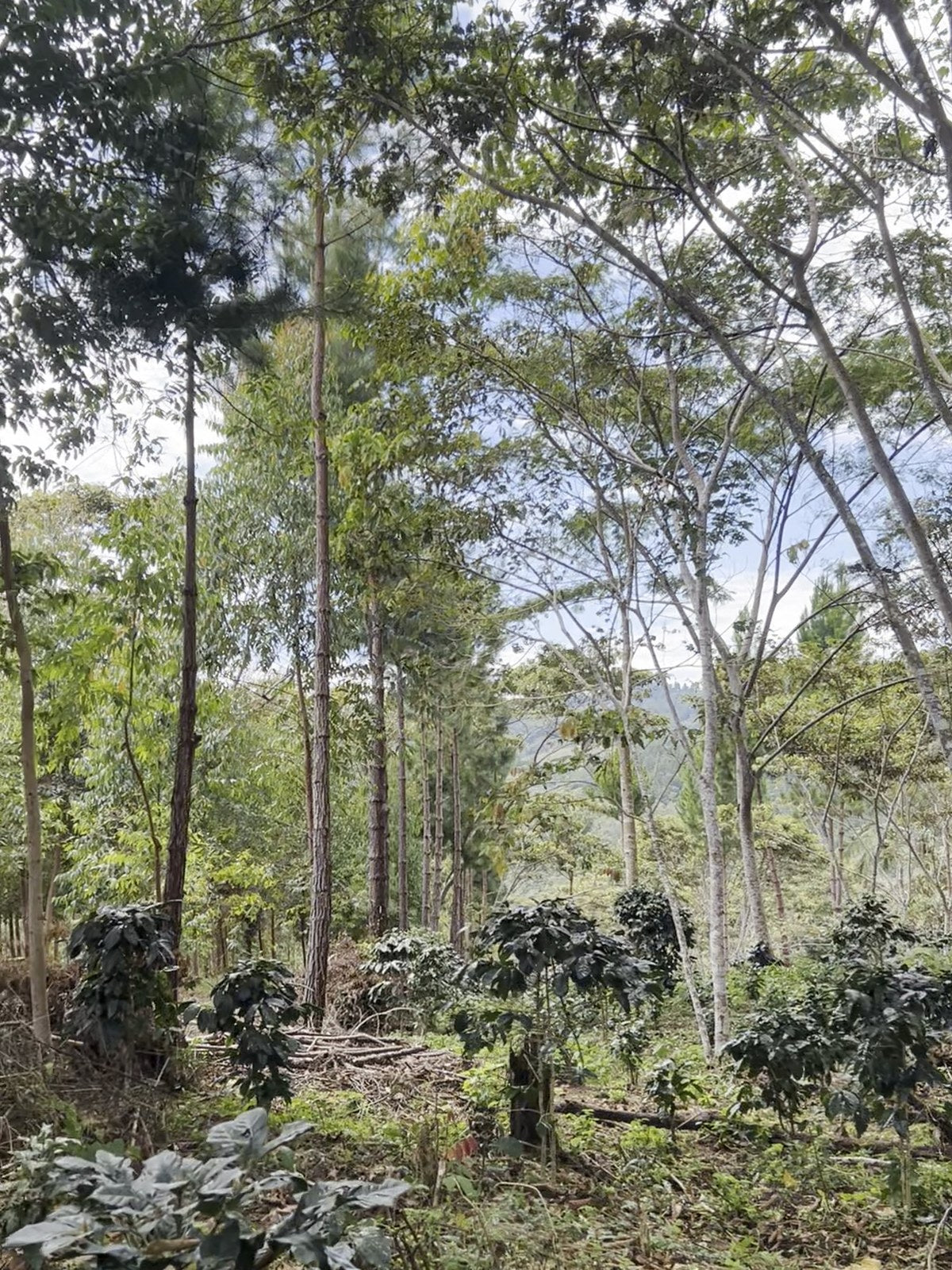 Cafetal bajo sombra de árboles nativos