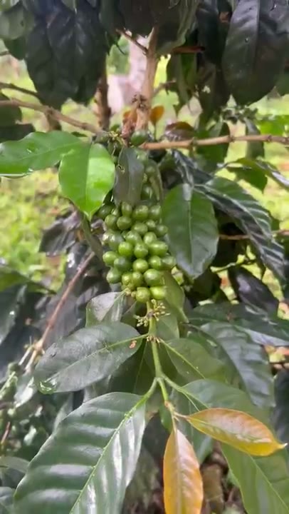Cerezas de café verdes en la rama