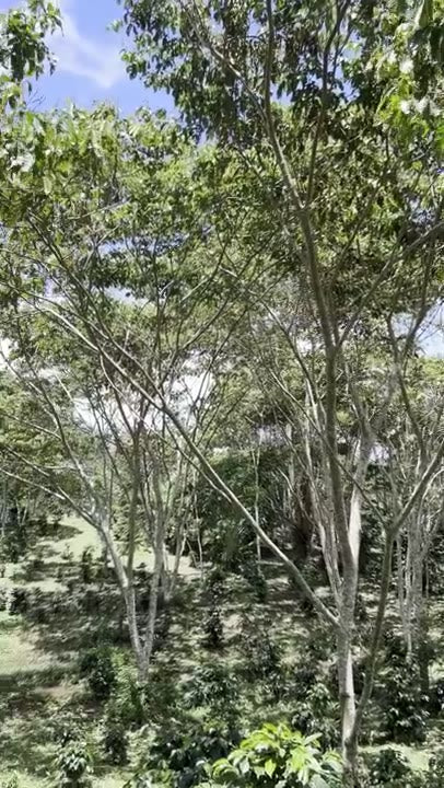 Árboles de sombra sobre el cafetal