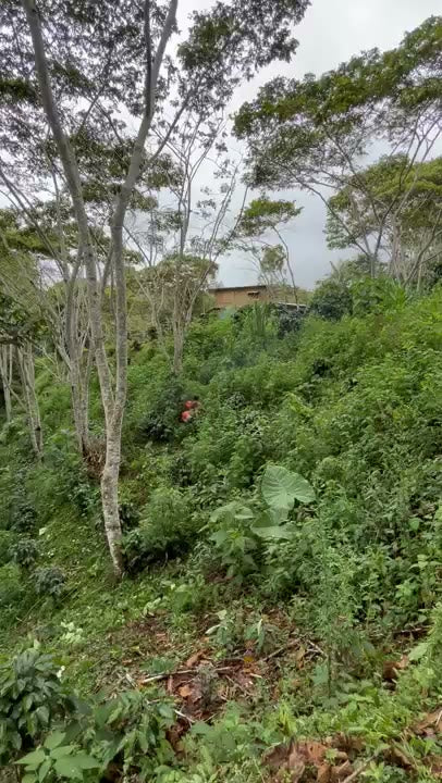 Ladera del cafetal con árboles de sombra