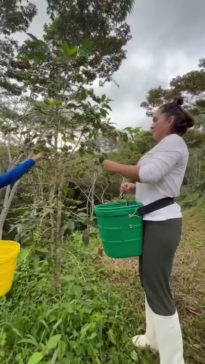 Abonando una planta de café con balde