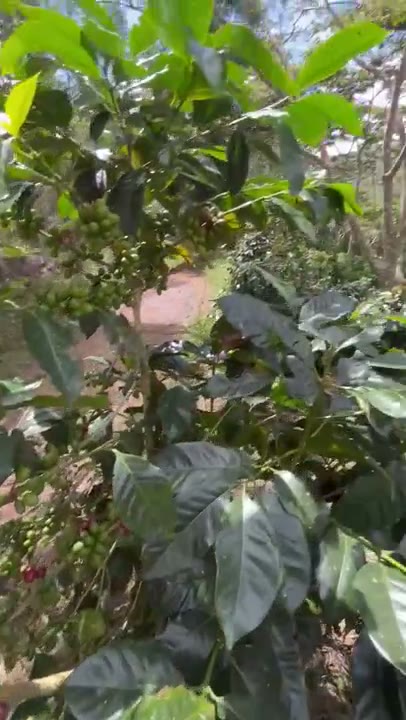 Planta de café con cerezas en la finca